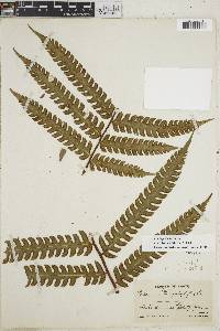 Pteris podophylla image