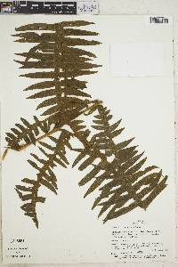 Pteris decurrens image