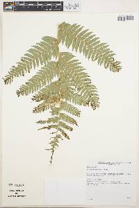 Dicksonia sellowiana image