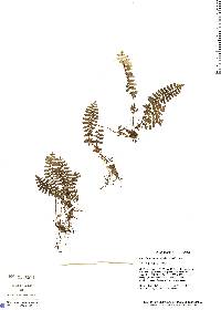 Adiantopsis monticola image