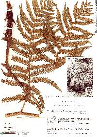 Cyathea frigida image