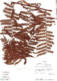 Cyathea gracilis image