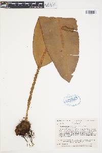 Elaphoglossum decoratum image