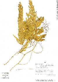 Selaginella parkeri image