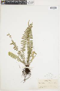 Asplenium pteropus image