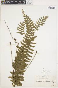 Asplenium lunulatum image