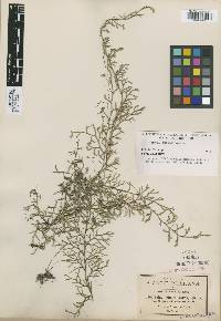 Selaginella extensa image