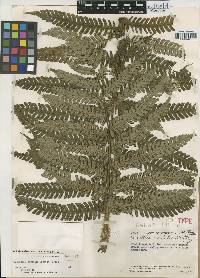 Cyathea amabilis image