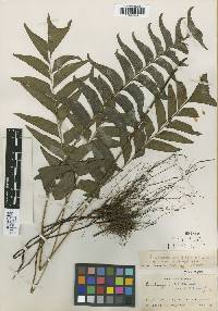 Image of Lindsaea latifrons
