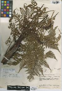 Cyathea platylepis image