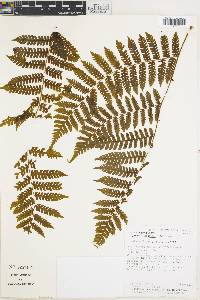 Cyathea multiflora image