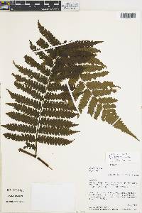 Cyathea andina image