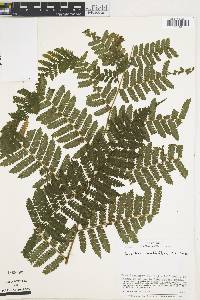 Cyathea multiflora image