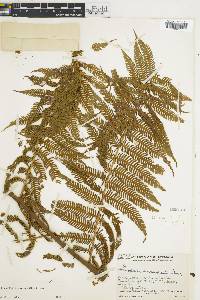 Cyathea microdonta image