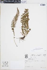 Blechnum asplenioides image