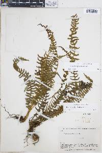 Blechnum asplenioides image