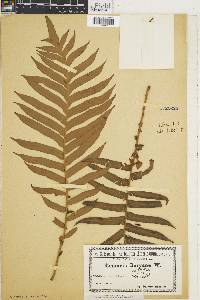 Austroblechnum leyboldtianum image