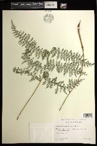 Athyrium microphyllum image