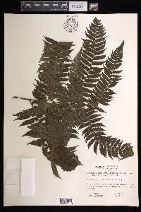 Cyathea fulva image