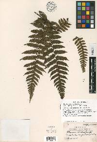 Diplazium pseudocyatheifolium image