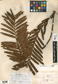 Lomariocycas tabularis image