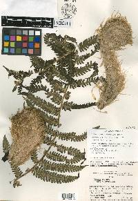 Cyathea atahuallpa image