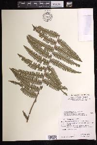 Diplopterygium norrisii image