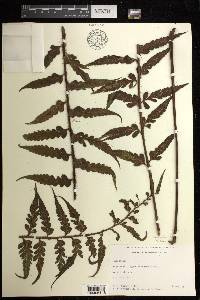 Asplenium polyodon image