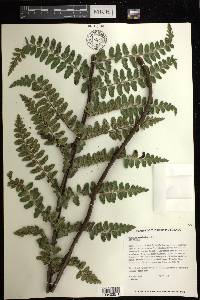 Asplenium acuminatum image