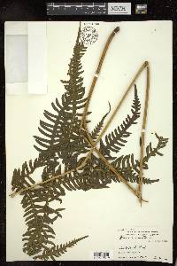 Pteris biaurita image