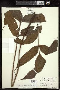 Tectaria heterocarpa image