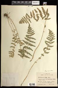 Woodsia obtusa subsp. obtusa image