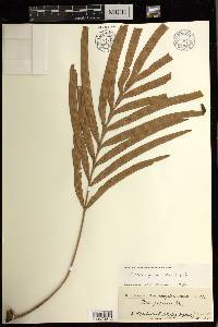 Pteris opaca image