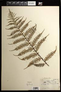 Diploblechnum fraseri image