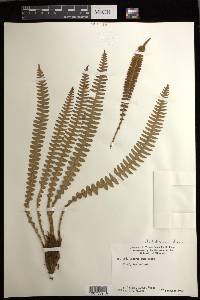 Austroblechnum durum image