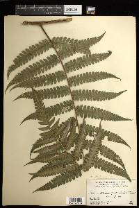 Cyathea pauciflora image