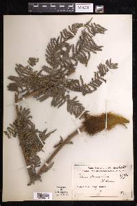 Dicksonia sellowiana image