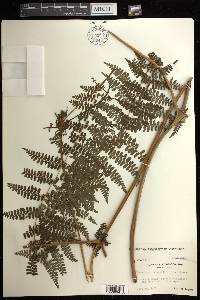 Dennstaedtia scandens image