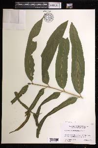 Pteris praestantissima image