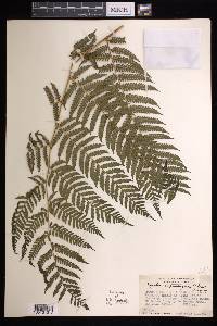 Cyathea suprastrigosa image