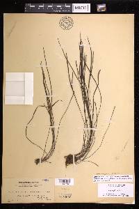 Haplopteris alternans image