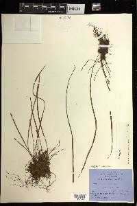 Haplopteris linearifolia image