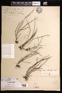 Haplopteris mediosora image