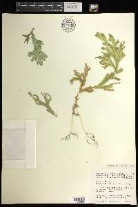 Selaginella intermedia image