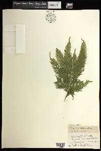 Selaginella inaequalifolia image