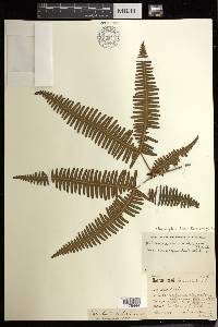 Dicranopteris linearis f. emarginata image