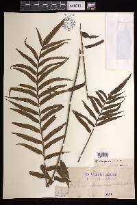 Asplenium kaulfussii image