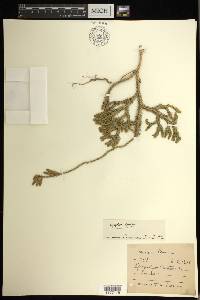 Lycopodium japonicum image