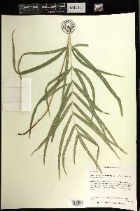 Pteris cretica image