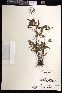 Adiantum stenochlamys image